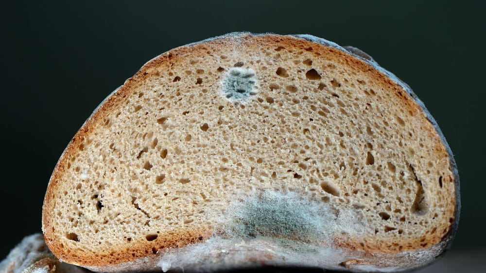 Schimmeliges Brot, Nahaufnahme. Sichtbar ist grüner Schimmelbefall, der Brotverderb anzeigt.